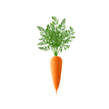 Red Carrot (گاجر) 300+ Seeds