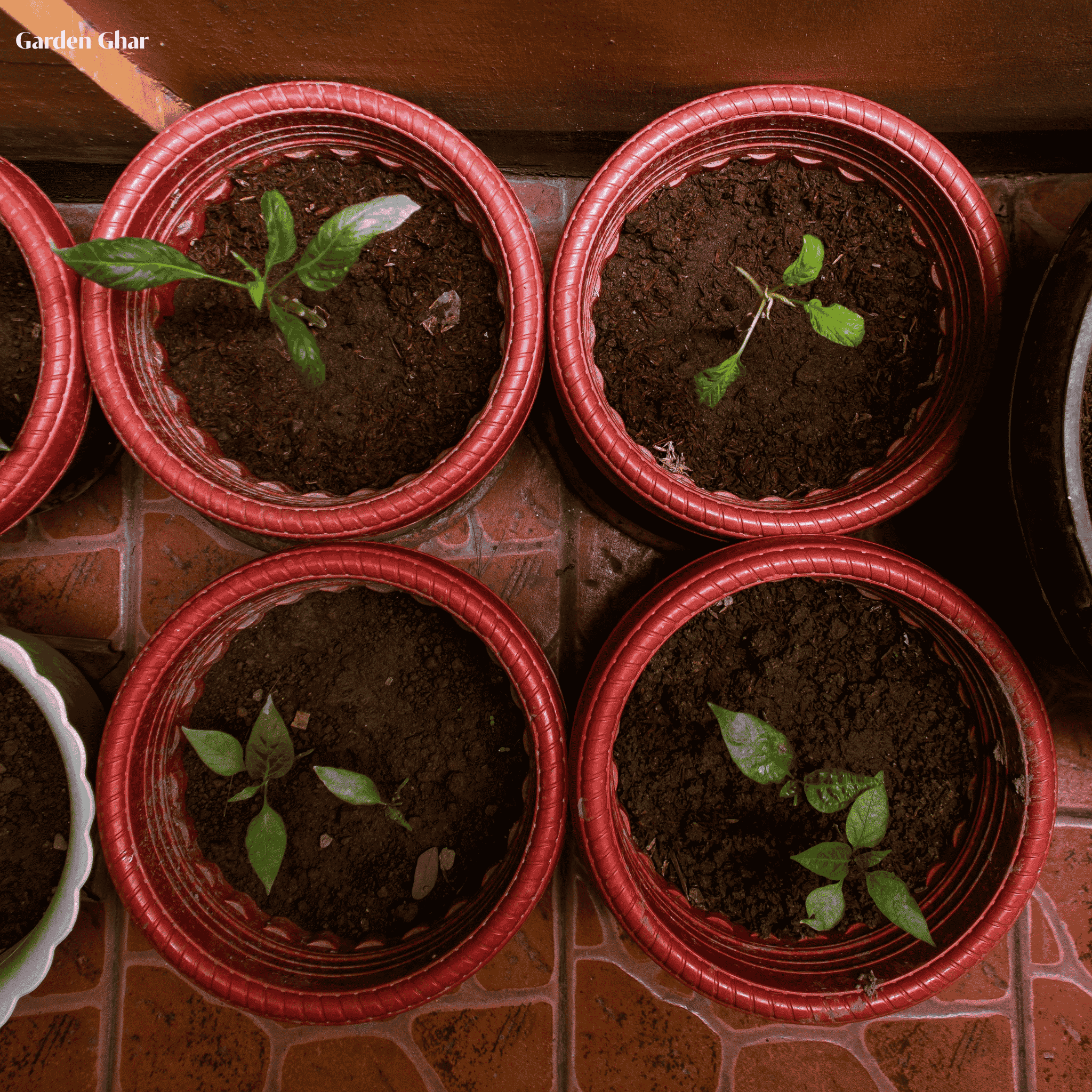 Premium Cocopeat 1KG – Organic Growing Medium for Seed Starting & Pots