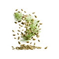 Green Plant Fennel (سونف) 200+ Seeds
