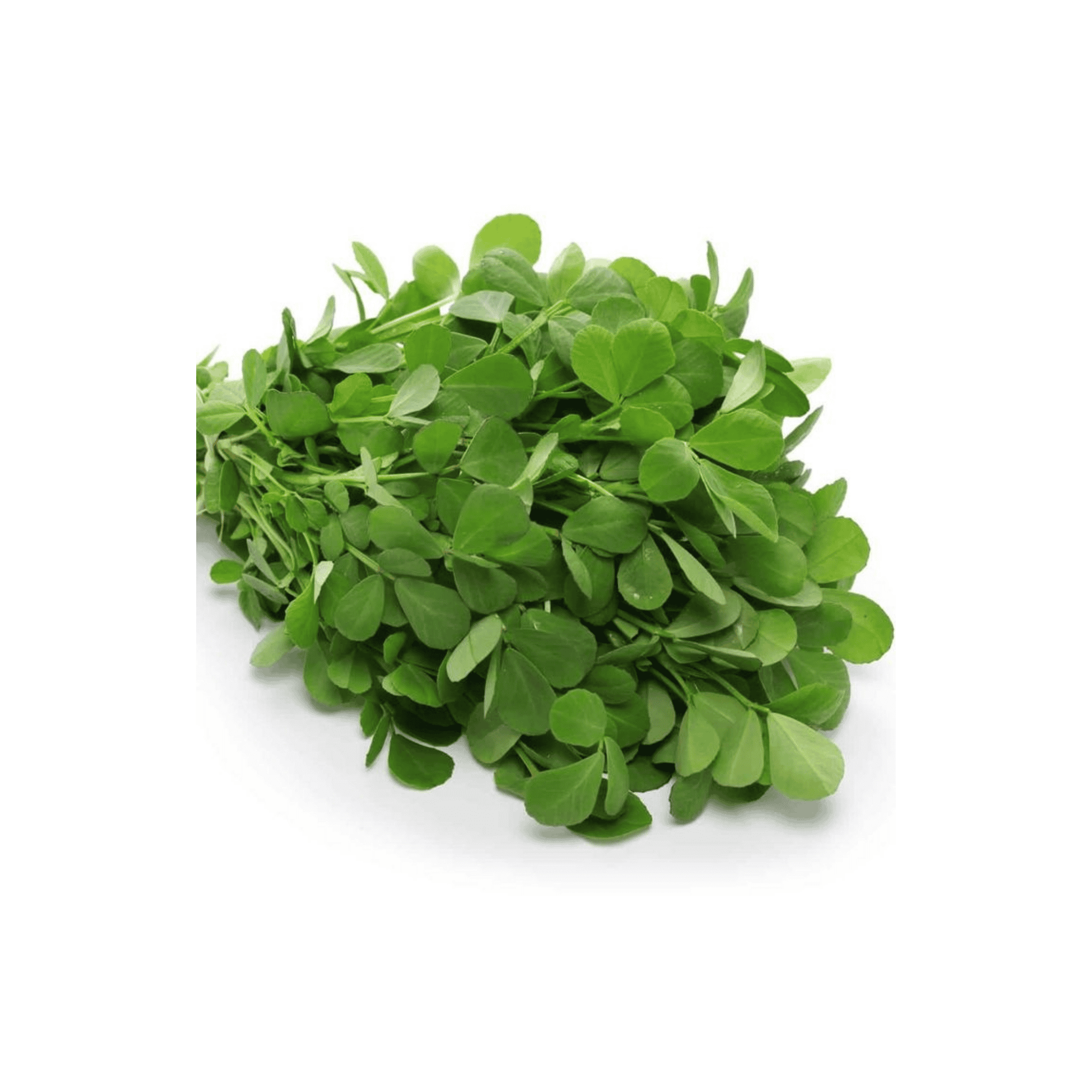 Early Grow Fenugreek (میتھی) 300+ Seeds