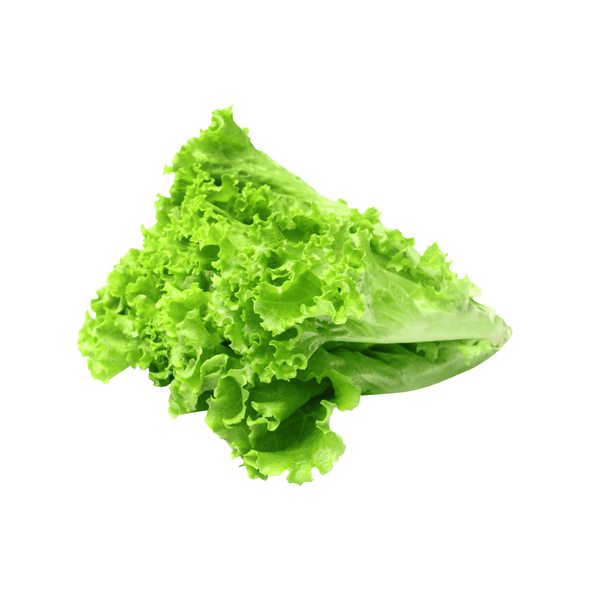 Salad Special Green Lettuce (سلاد پتہ) 300+ Seeds