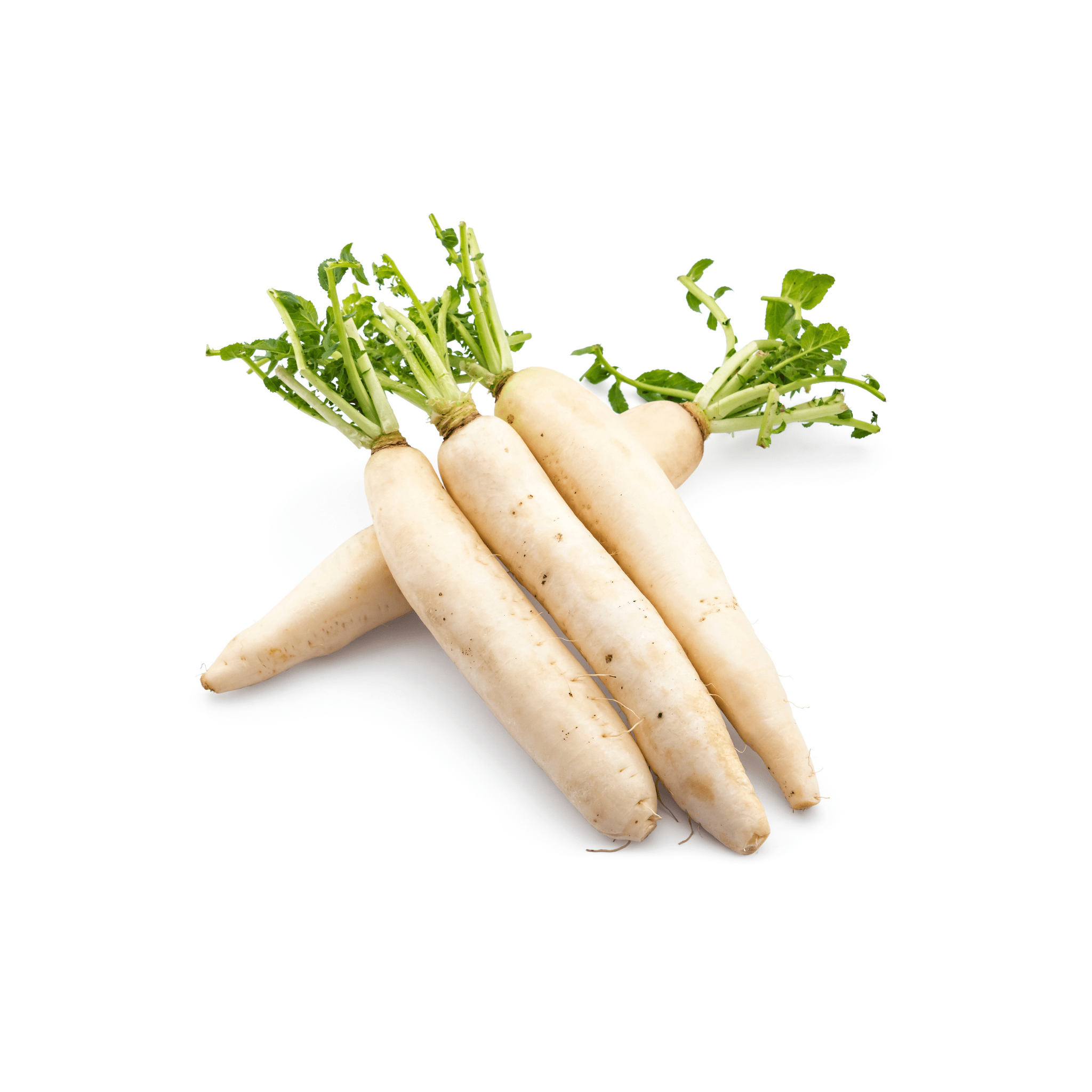 Moon Radish For Winters (مولی) 200+ Seeds