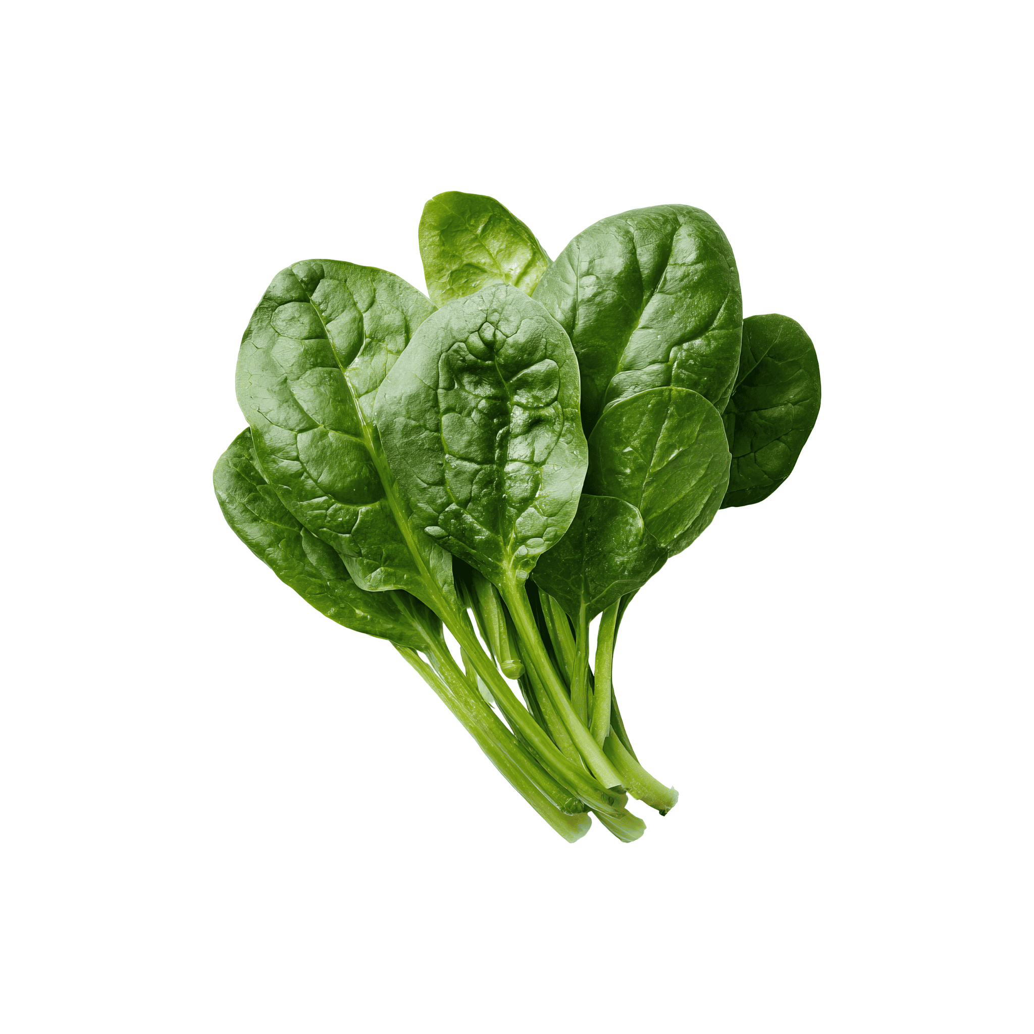 Evergreen Garden Spinach (پالک) 500+ Seeds